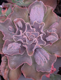 Echeveria Violacina