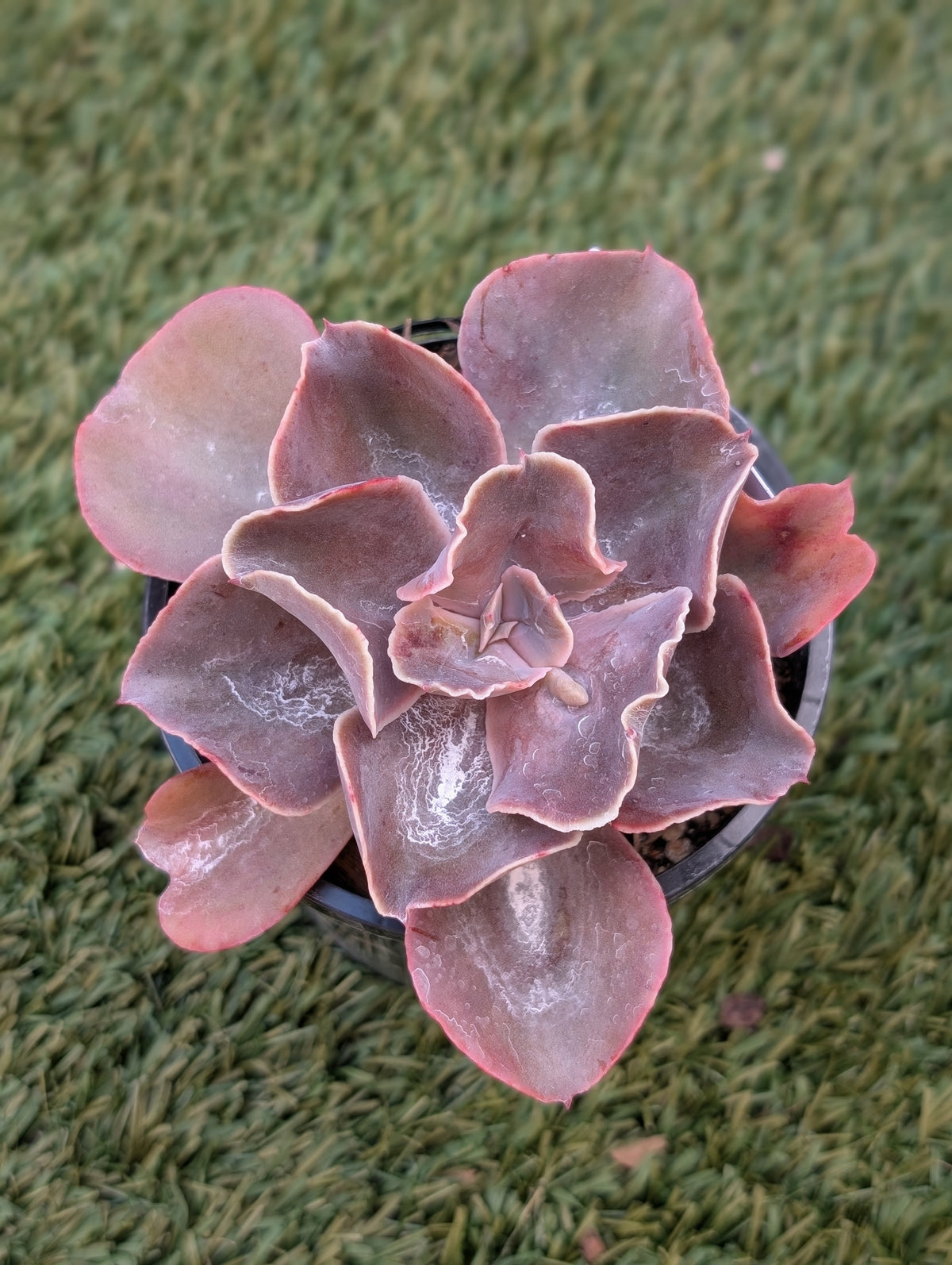 Echeveria Violacina