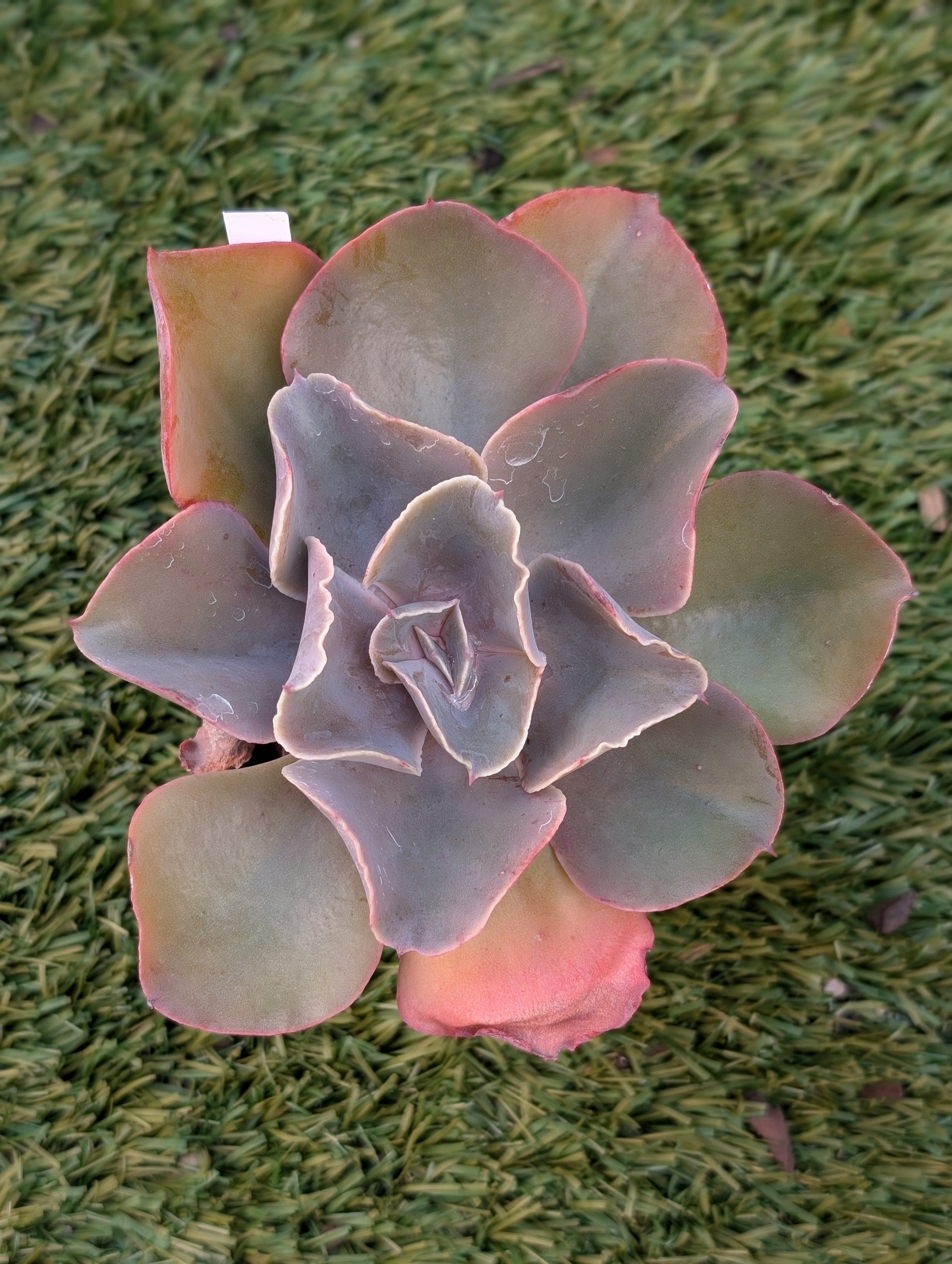 Echeveria Violacina
