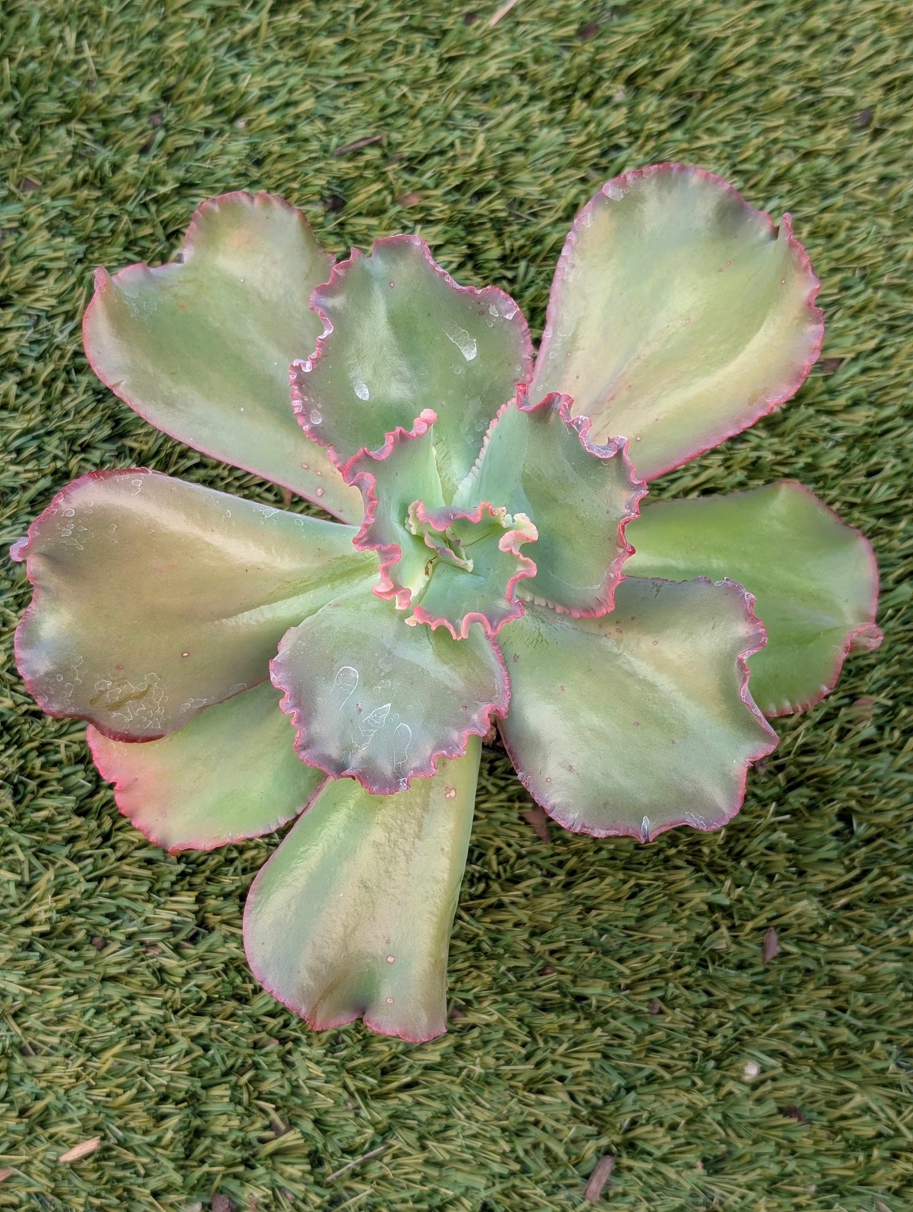 Echeveria Virginia Lee