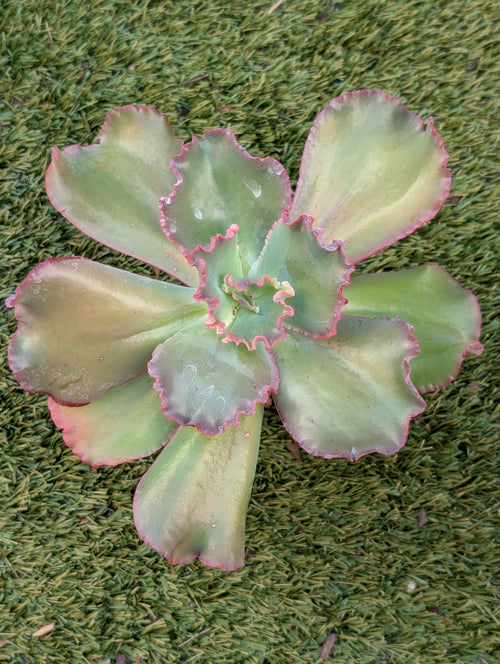 Echeveria Virginia Lee