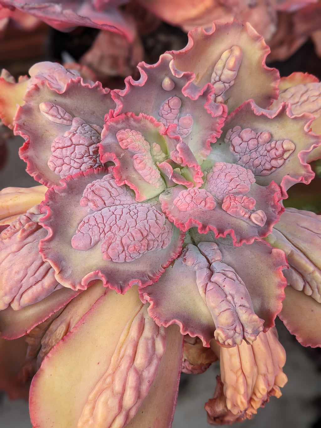Echeveria Virginia Lee