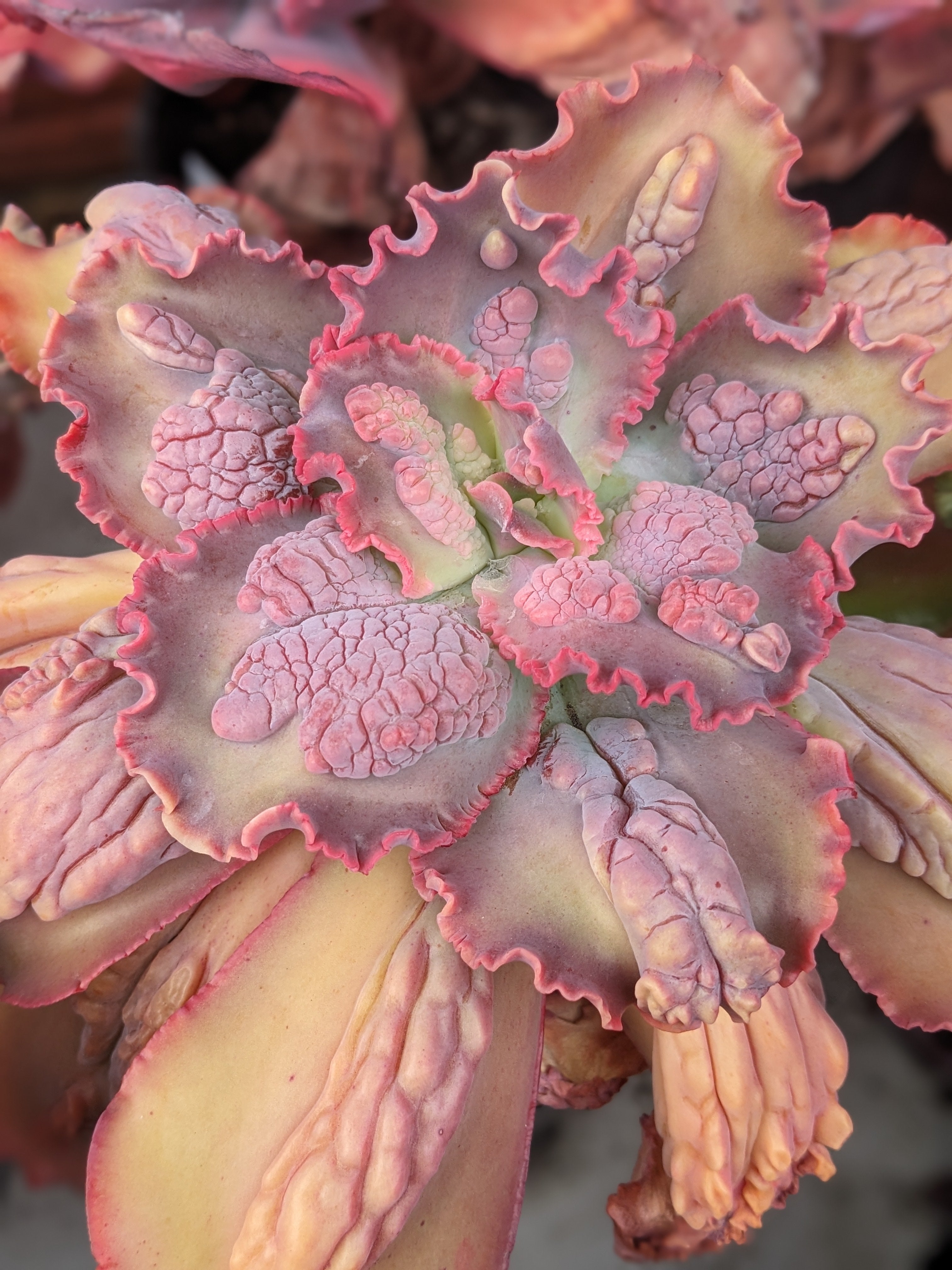 Echeveria Virginia Lee
