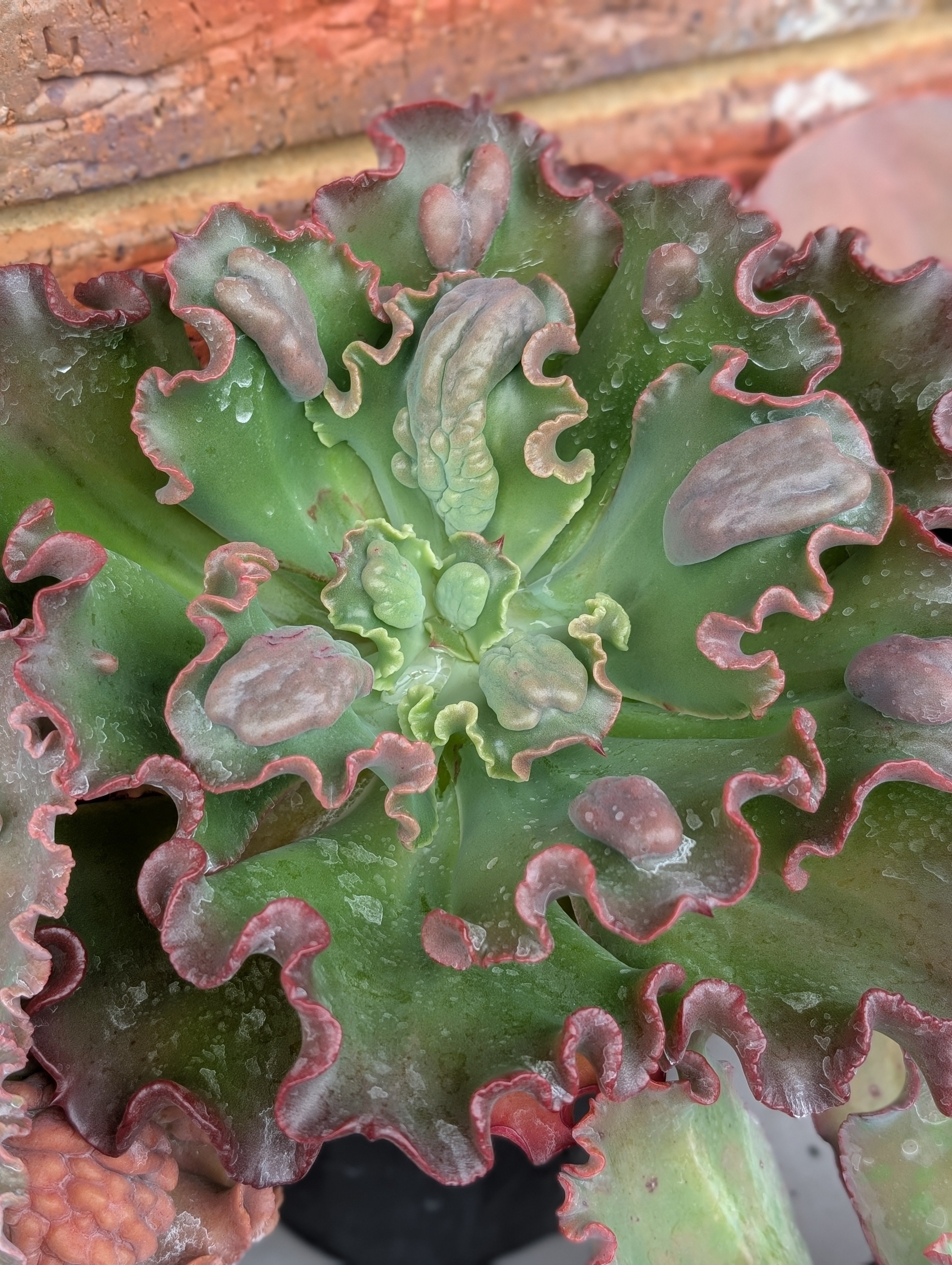 Echeveria Zigity