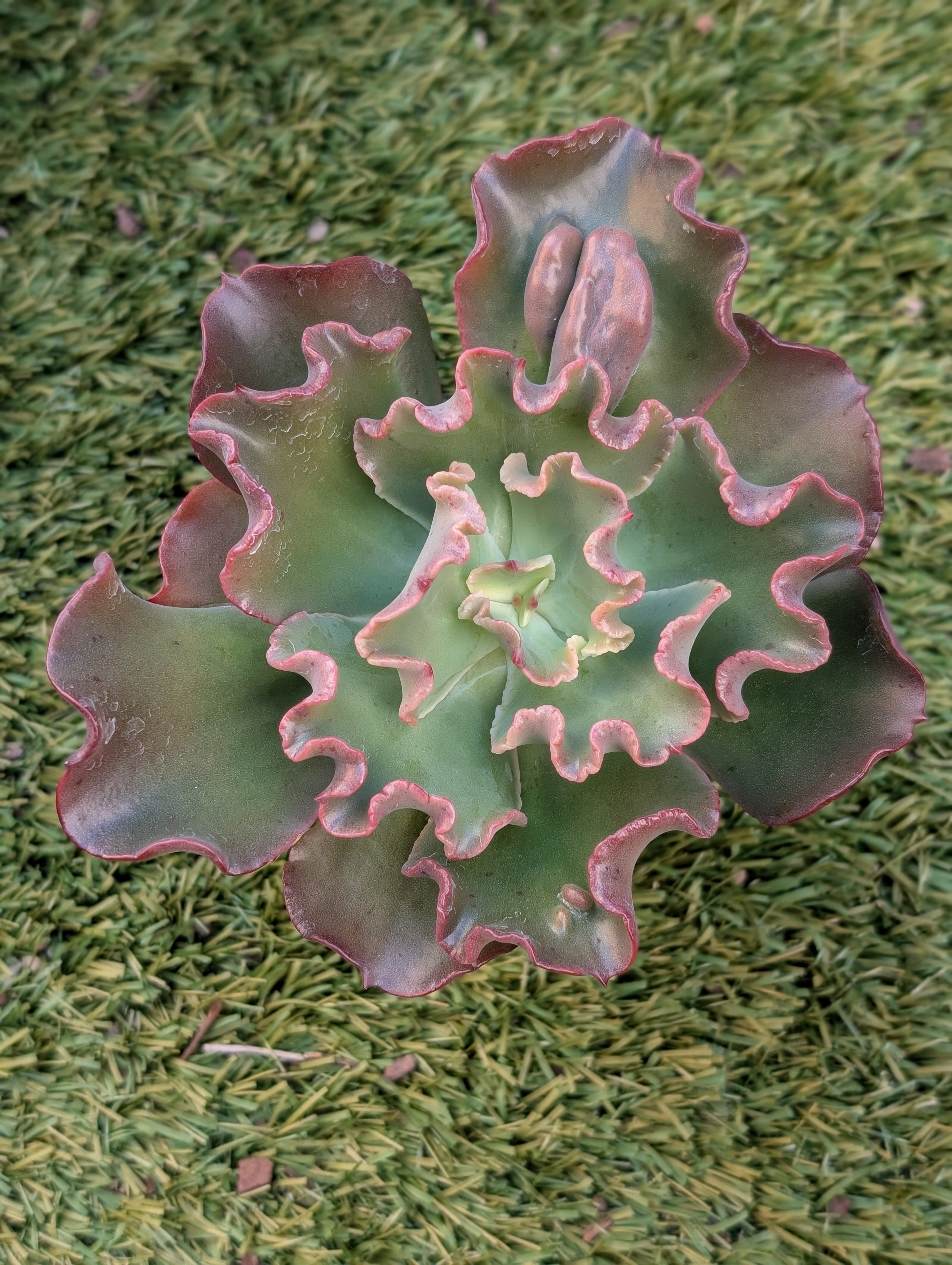 Echeveria Zigity